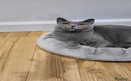 British Shorthair cats for sale: Beautifully british shorthair  kittens ready to go - Image 4