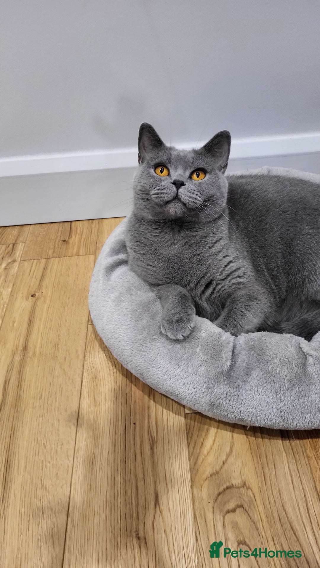 British Shorthair cats for sale: Beautifully british shorthair  kittens ready to go - Image 4
