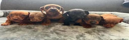 Dachshund dogs for sale: Miniature Dachshund  - Advert 4
