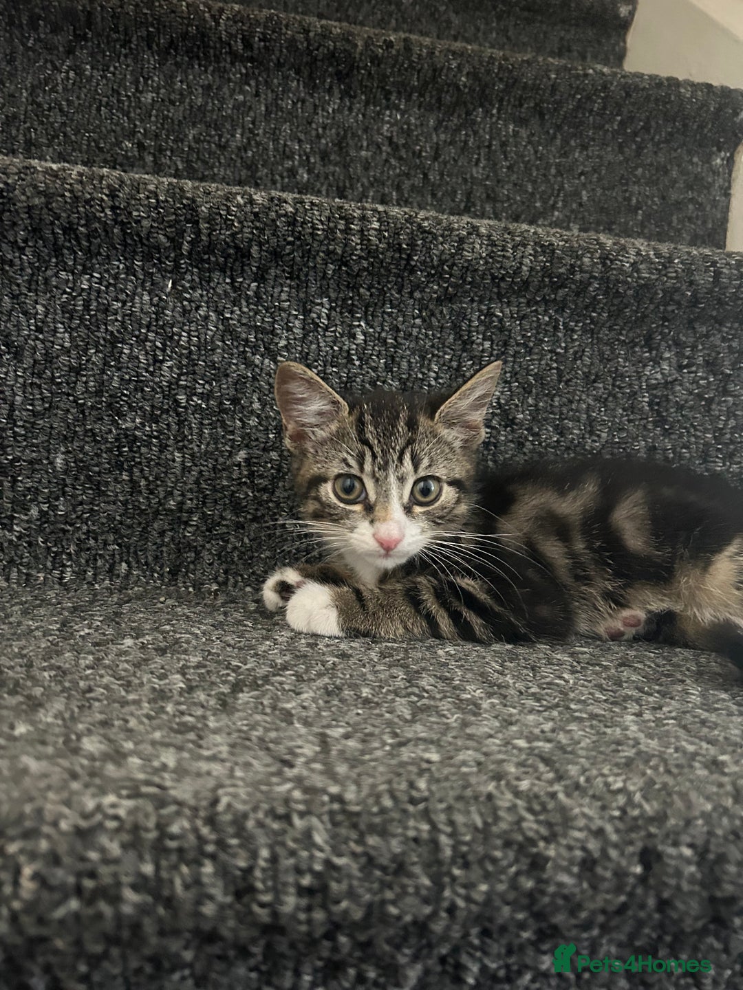 British Shorthair cats for sale: Playful tabby ready for his forever home  - Image 5