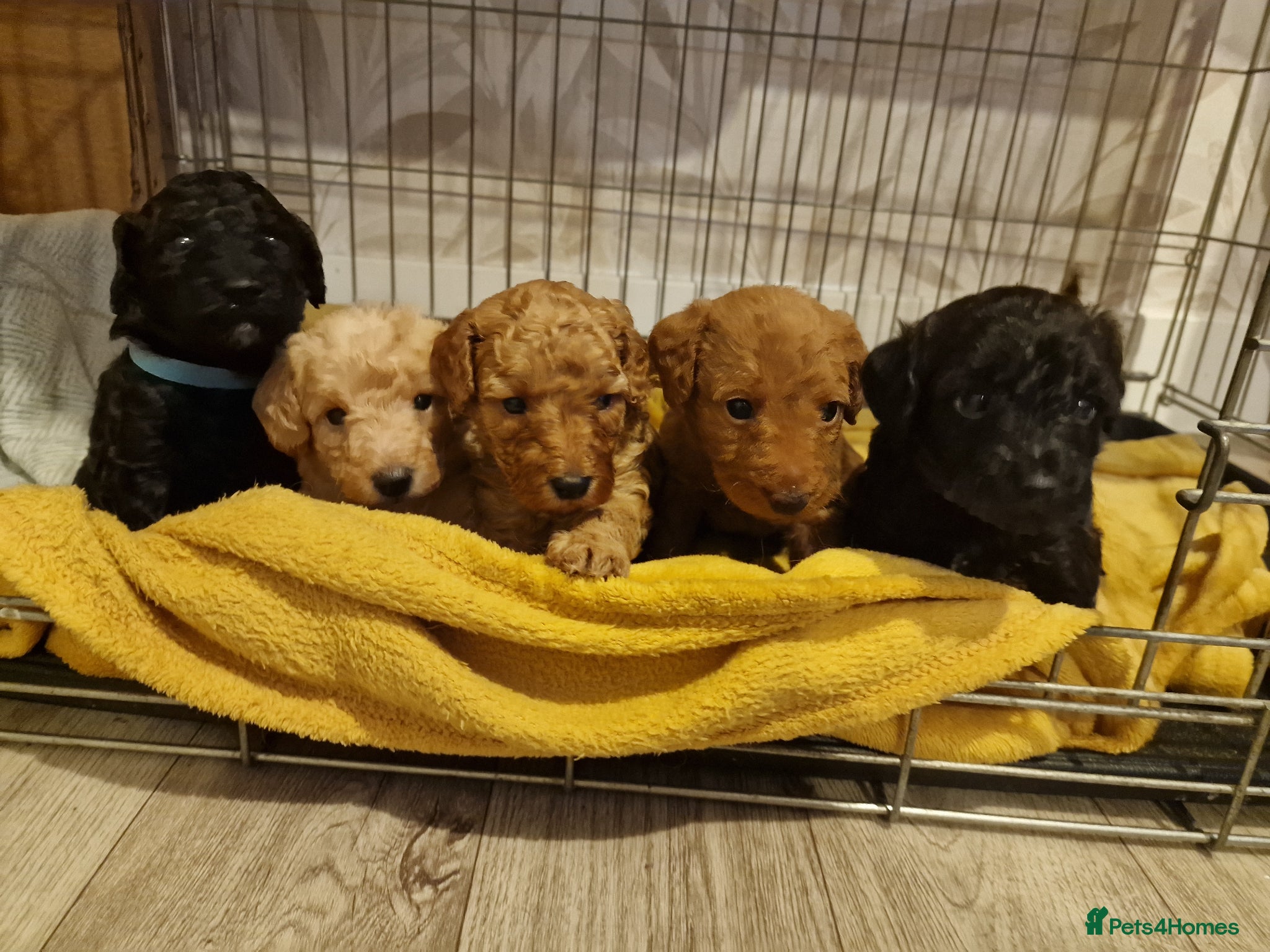 Jackapoo dogs Beautiful F1B jackapoo puppys  - Advert 1