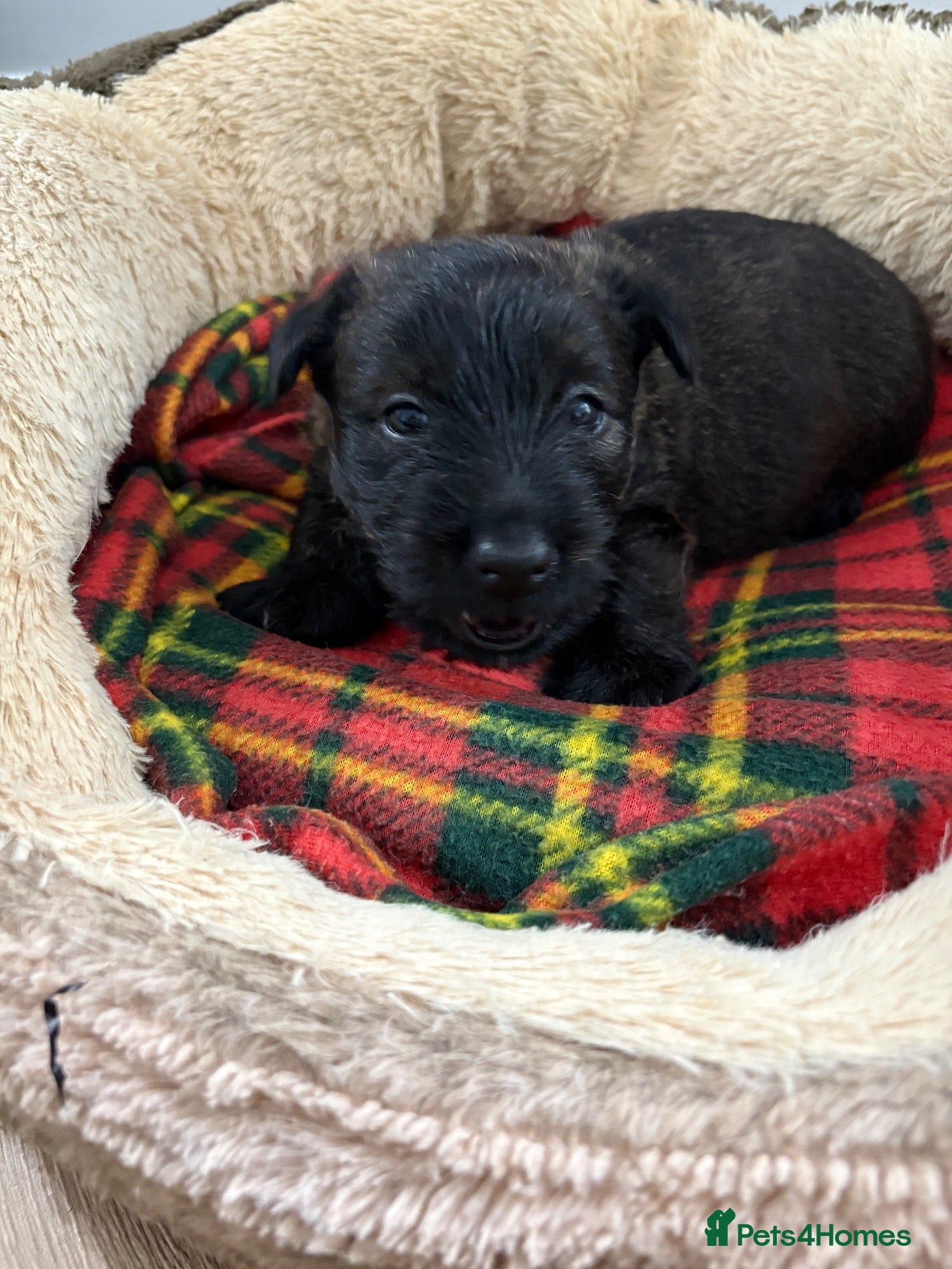 Scottish Terrier dogs Scottish terrier puppies  - Advert 2