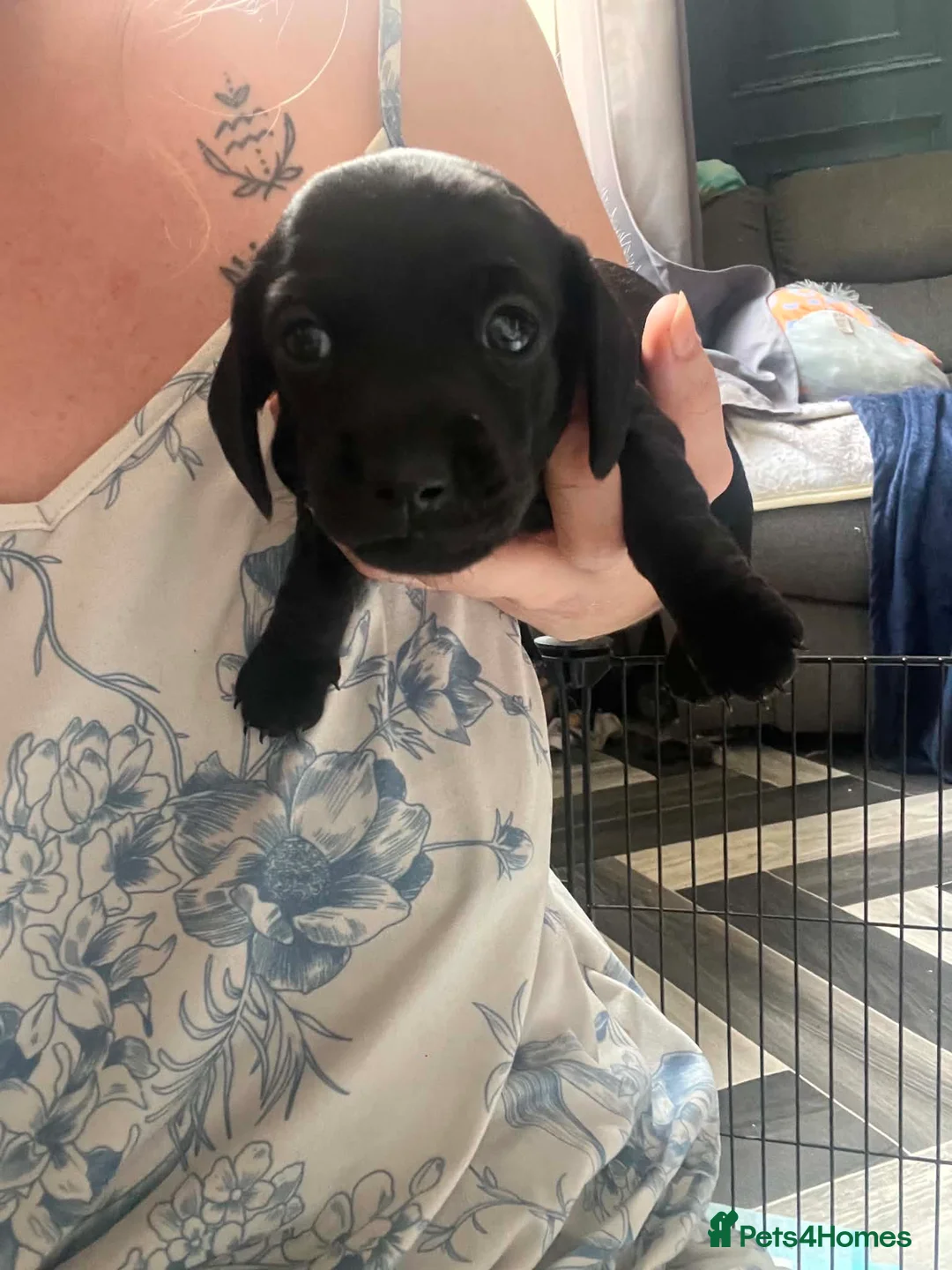 Miniature Dachshund dogs for sale: Minature dashchunds smooth coat in Swansea - Advert 4