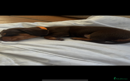 Miniature Dachshund dogs for sale: Miniature dachshund  - Image 4