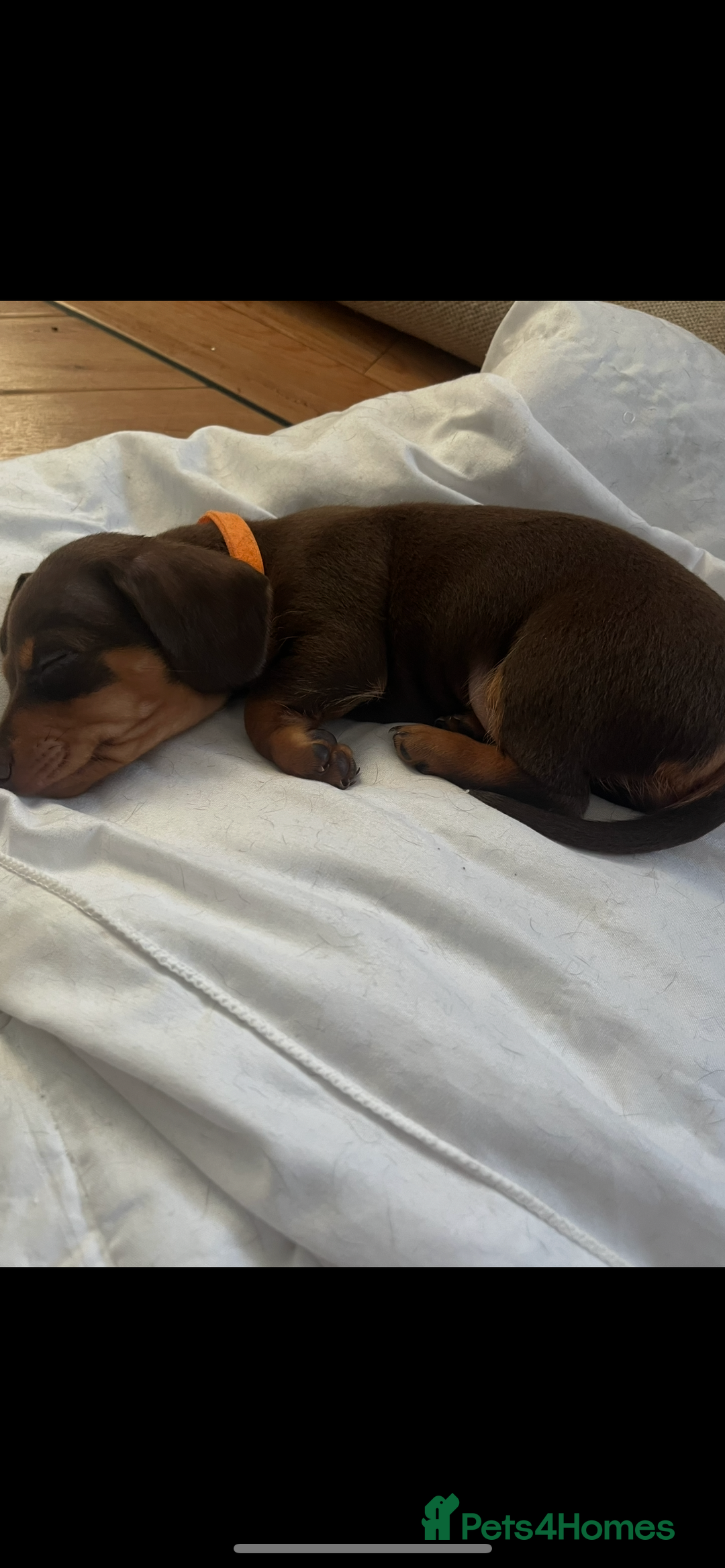 Miniature Dachshund dogs for sale: Miniature dachshund  - Image 4