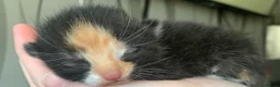 Mixed Breed cats for sale: Beautiful litter of kittens need loving homes  in Liverpool - Advert 9
