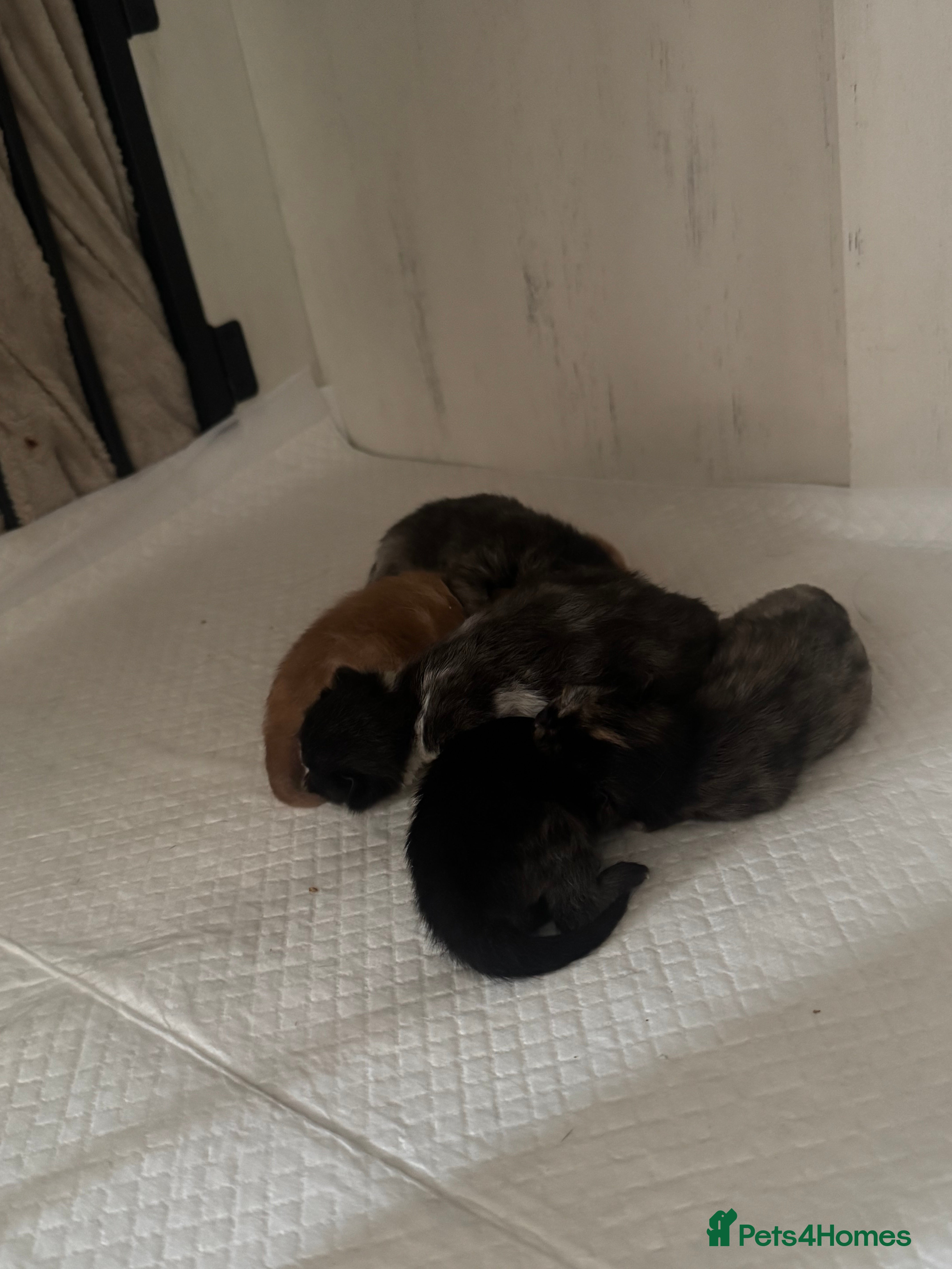 Mixed Breed cats 5 beautiful moggie kittens for sale. - Advert 18