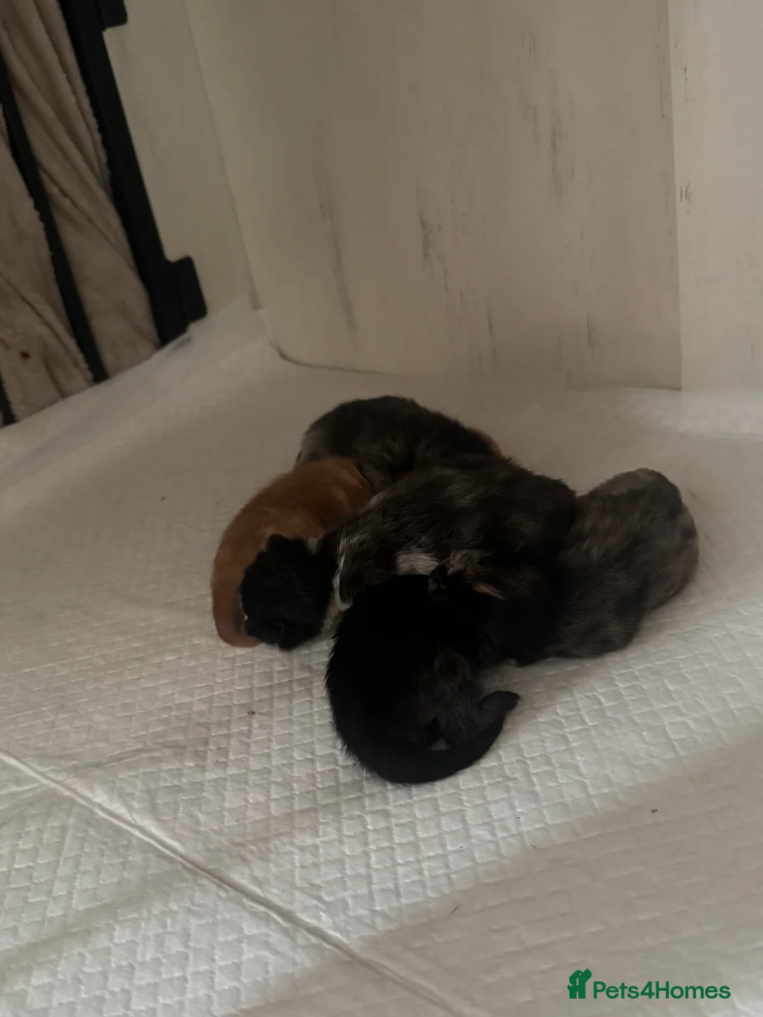 Mixed Breed cats for sale: 5 beautiful moggie kittens for sale. - Advert 1