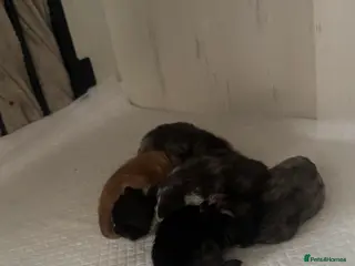 Mixed Breed cats 5 beautiful moggie kittens for sale. - Advert 18