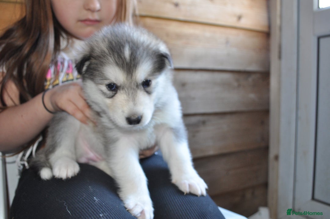 Alaskan Malamute dogs for sale: Alaskan Malamute Puppies - Advert 14