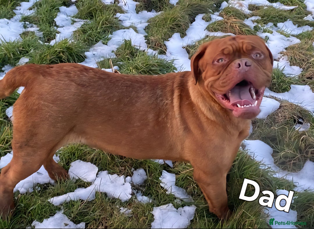 Dogue De Bordeaux dogs for sale: Dogue De Bordeaux Puppies-Champion Bloodlines - Image 15