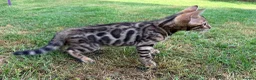Bengal cats for sale: Bengal kitten GCCF registred  - Advert 6