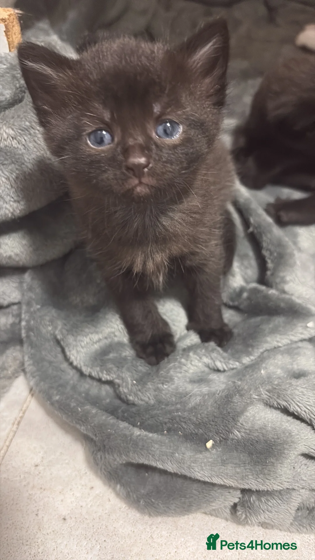 British Shorthair cats for sale: Black/ black and white kittens in Eastbourne - Advert 6