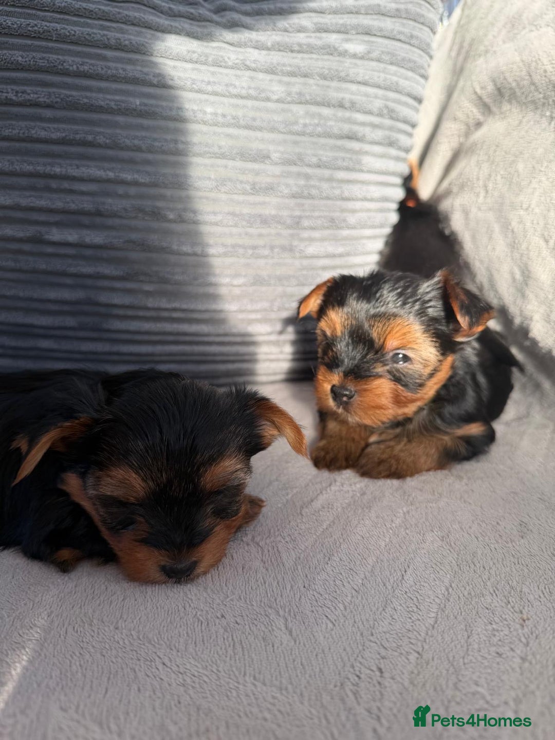 Yorkshire Terrier dogs for sale: Yorkshire Terrier puppies looking for new homes  - Advert 10