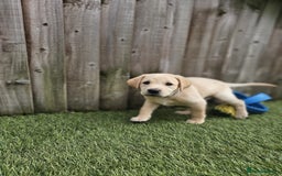 Labrador Retriever dogs for sale: Labrador Puppies for sale 24/10/25 onwards - Image 21