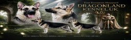 German Shepherd dogs for sale: ⭐ Rare East European Shepherd Puppies UK - Advert 1