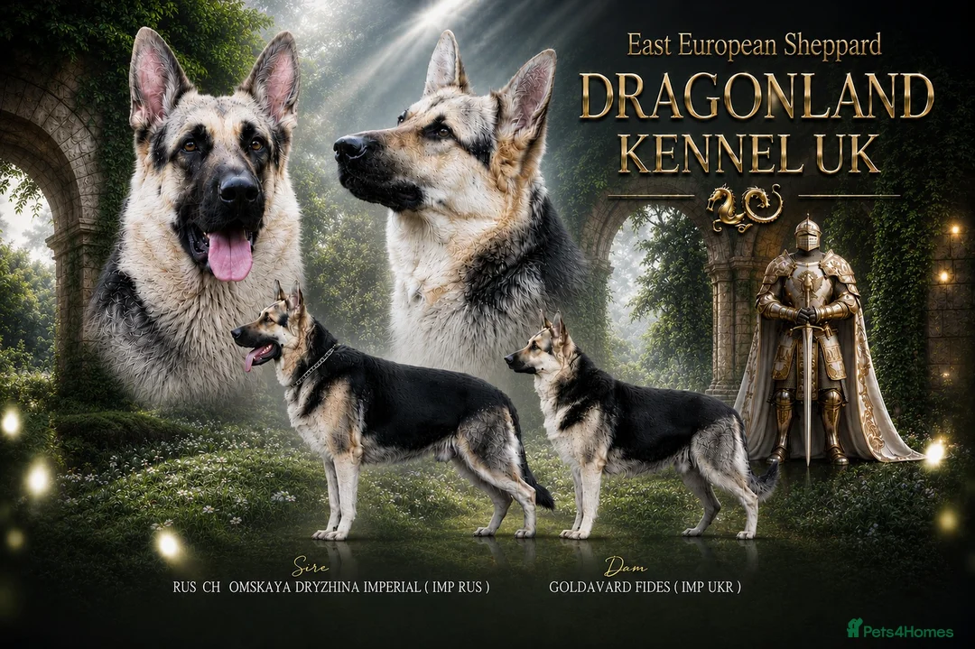 German Shepherd dogs for sale: ⭐ Rare East European Shepherd Puppies UK - Advert 1