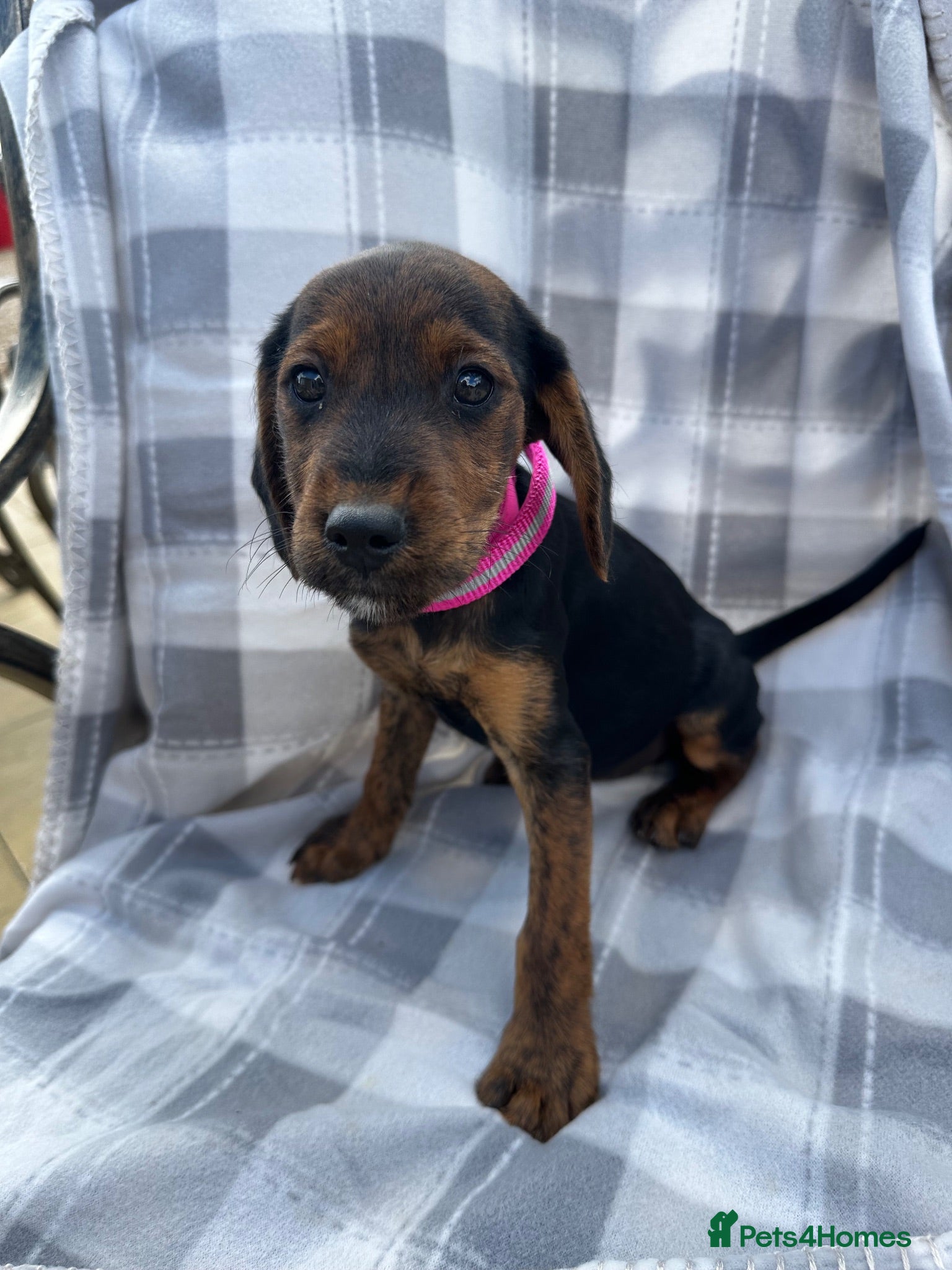 Mixed Breed dogs Jack Russell cross puppies  - Advert 1