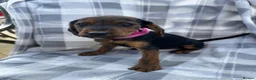 Mixed Breed dogs for sale: Jack Russell cross puppies  in Cambridge - Advert 1