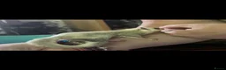 Sugar Glider rodents for sale: Sugar Glider Joey Platinum female - Advert 4