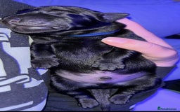 Goldador dogs for sale: Stunning Black Lab/Golden Retriever Puppies - Advert 9