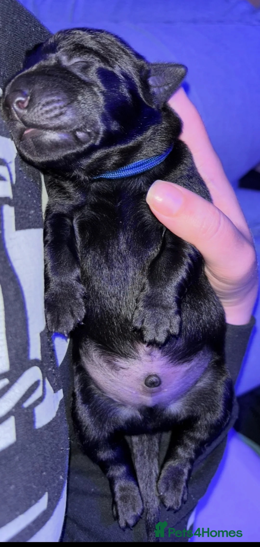 Goldador dogs for sale: Stunning Black Lab/Golden Retriever Puppies - Advert 11