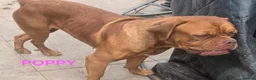 Dogue De Bordeaux dogs for sale: DOGUE DE BORDEAUX for sale - Advert 4
