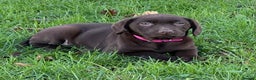 Labrador Retriever dogs for sale: Chocolate Labrador puppies  - Advert 29