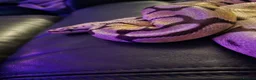 Python Snake reptiles for sale: ROYAL / BALL PYTHON in Cwmbran - Advert 6