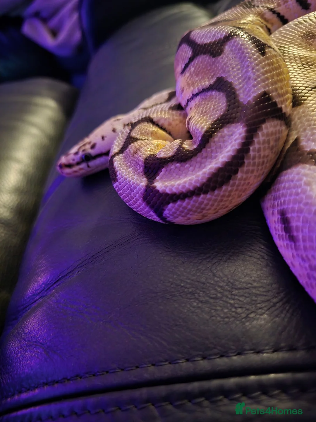 Python Snake reptiles for sale: ROYAL / BALL PYTHON in Cwmbran - Advert 6