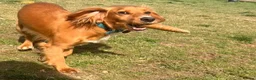 Cocker Spaniel dogs for adoption: Kairo the Gorgeous Goofy Golden Boy - Advert 12