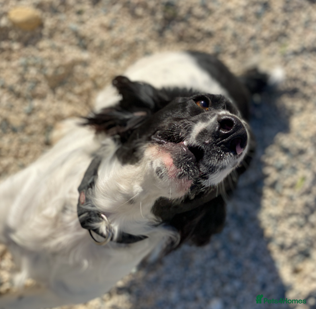 English Springer Spaniel dogs for adoption: Lazar - Very special spaniel seeks special home - Image 4