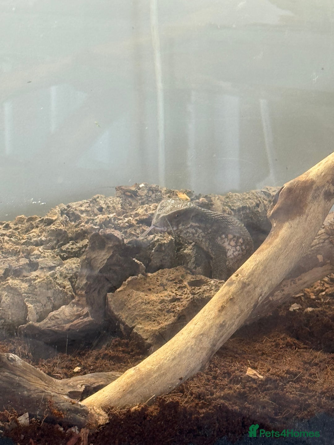 Monitor reptiles for sale: Bosc Monitor - Image 3