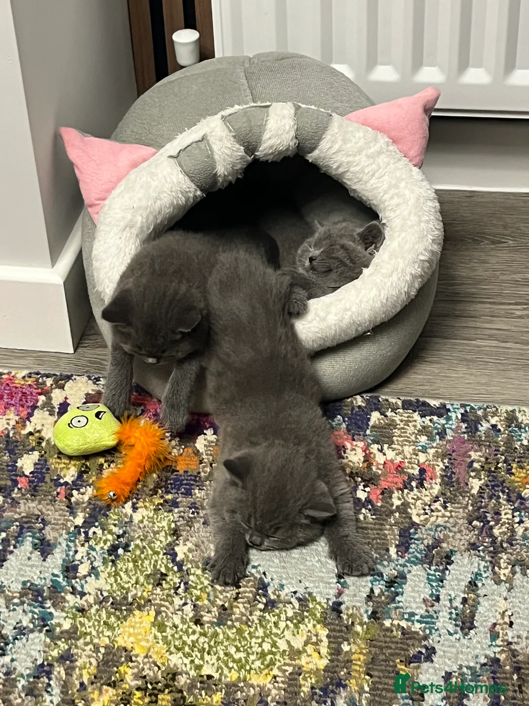British Shorthair cats for sale: British Shorthair Kittens Available - Advert 15
