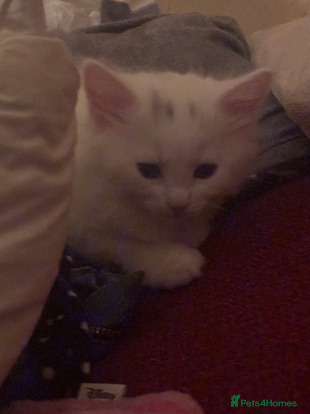 Mixed Breed cats for sale: 7 white kittens READY ASAP - Advert 5