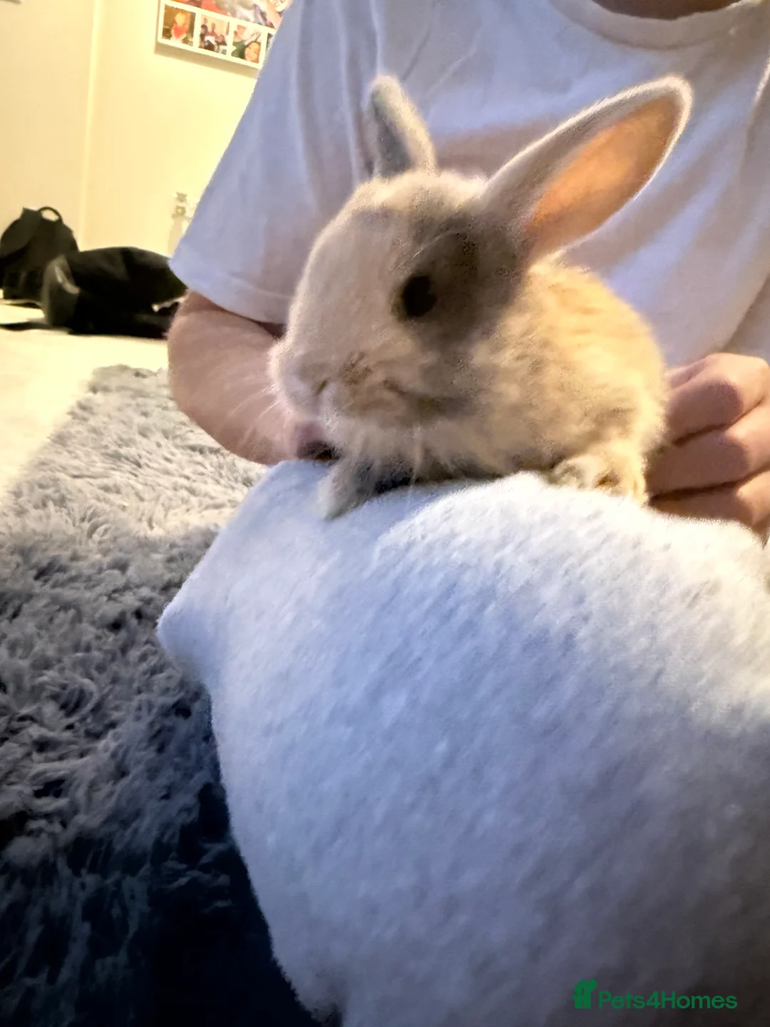 Mixed Breed rabbits for sale: Baby bunnies - Advert 4