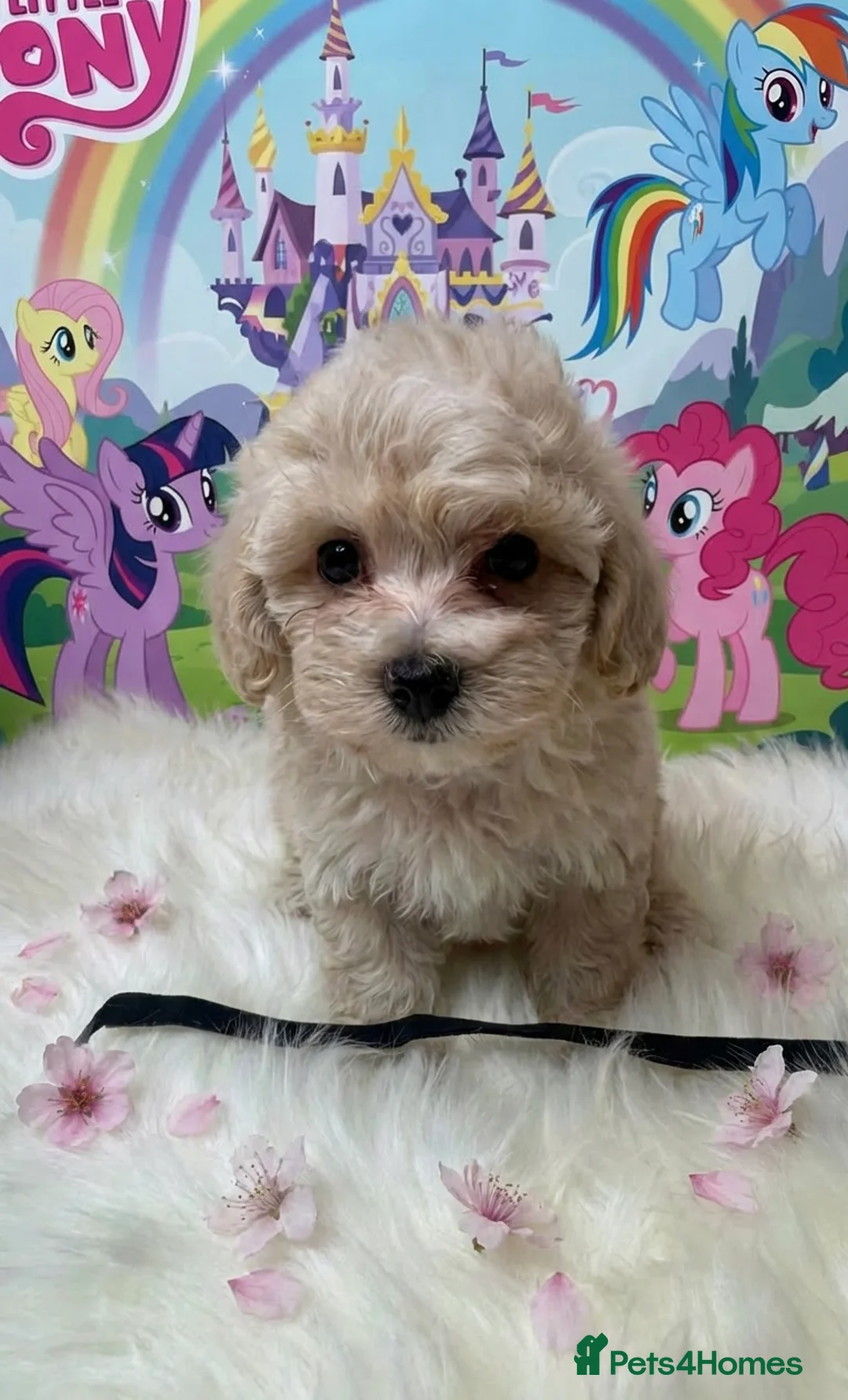 Maltipoo dogs for sale: Adorable Toy F1 DNA Tested Parents  - Advert 22