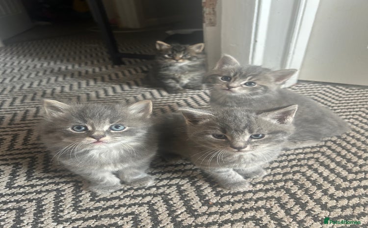 Nebelung cats - Advert 1