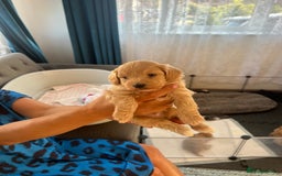 Maltipoo dogs for sale: Gorgeous Maltipoo Puppies - Image 25