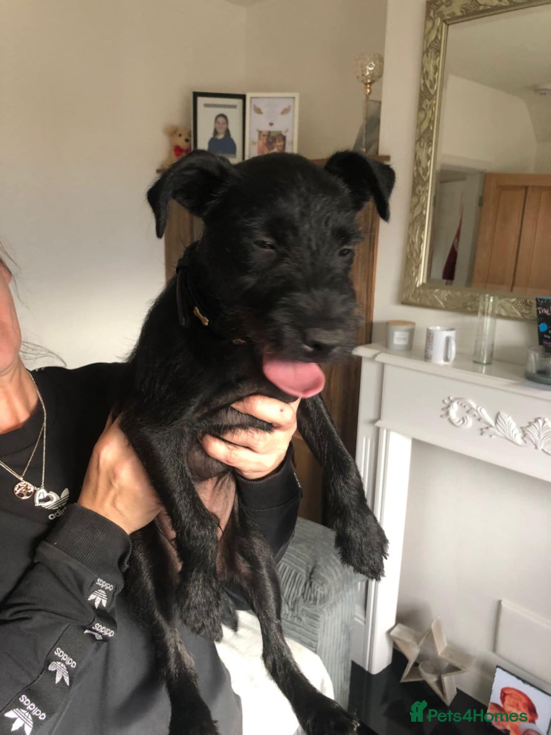 Patterdale Terrier dogs for sale: 19 week old patterdale - Image 4