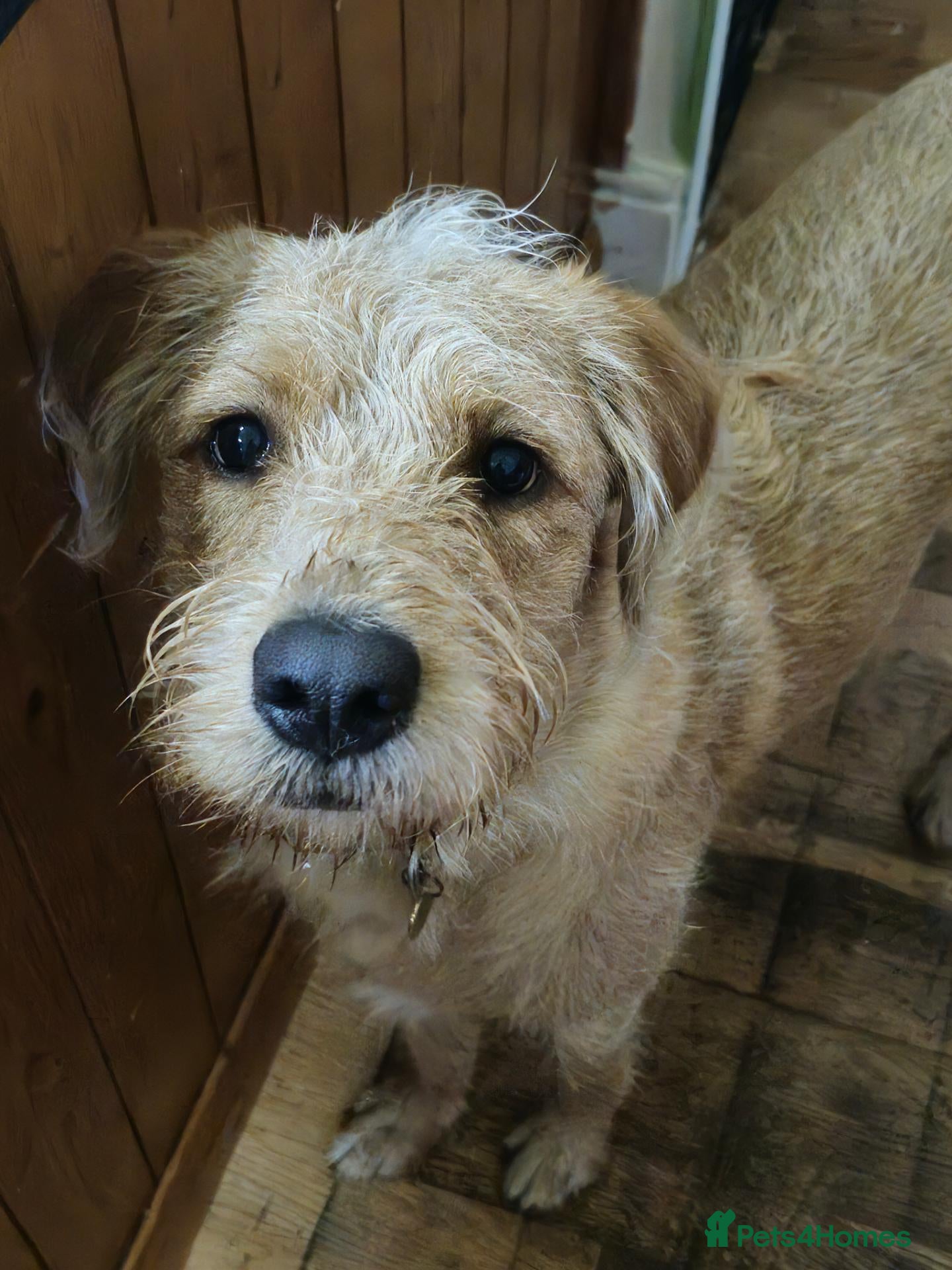 Mixed Breed dogs for sale: Crowley – Loving Lab×GWP Seeking Experienced Home - Advert 1