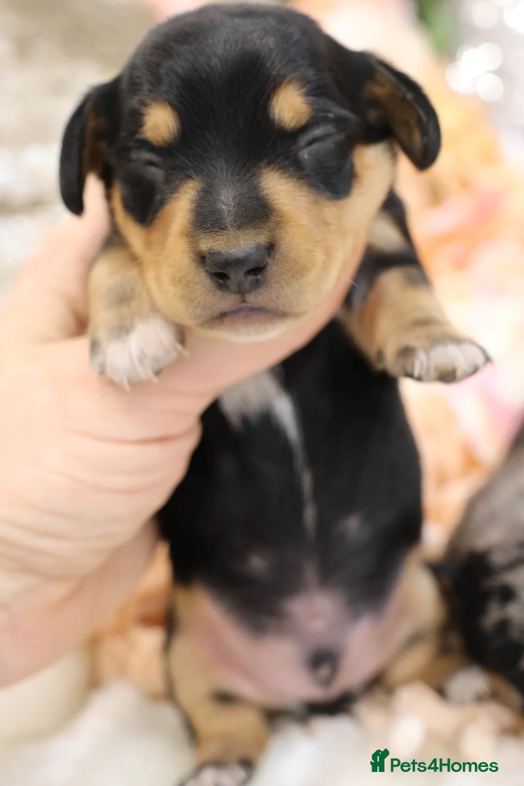 Miniature Dachshund dogs for sale: KC Miniature Dachshund Puppies - Advert 11