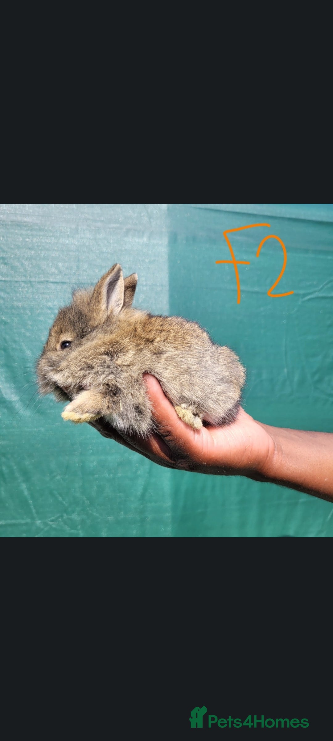 Mini Lop rabbits Mini lop / Netherland Dwarf  - Advert 1