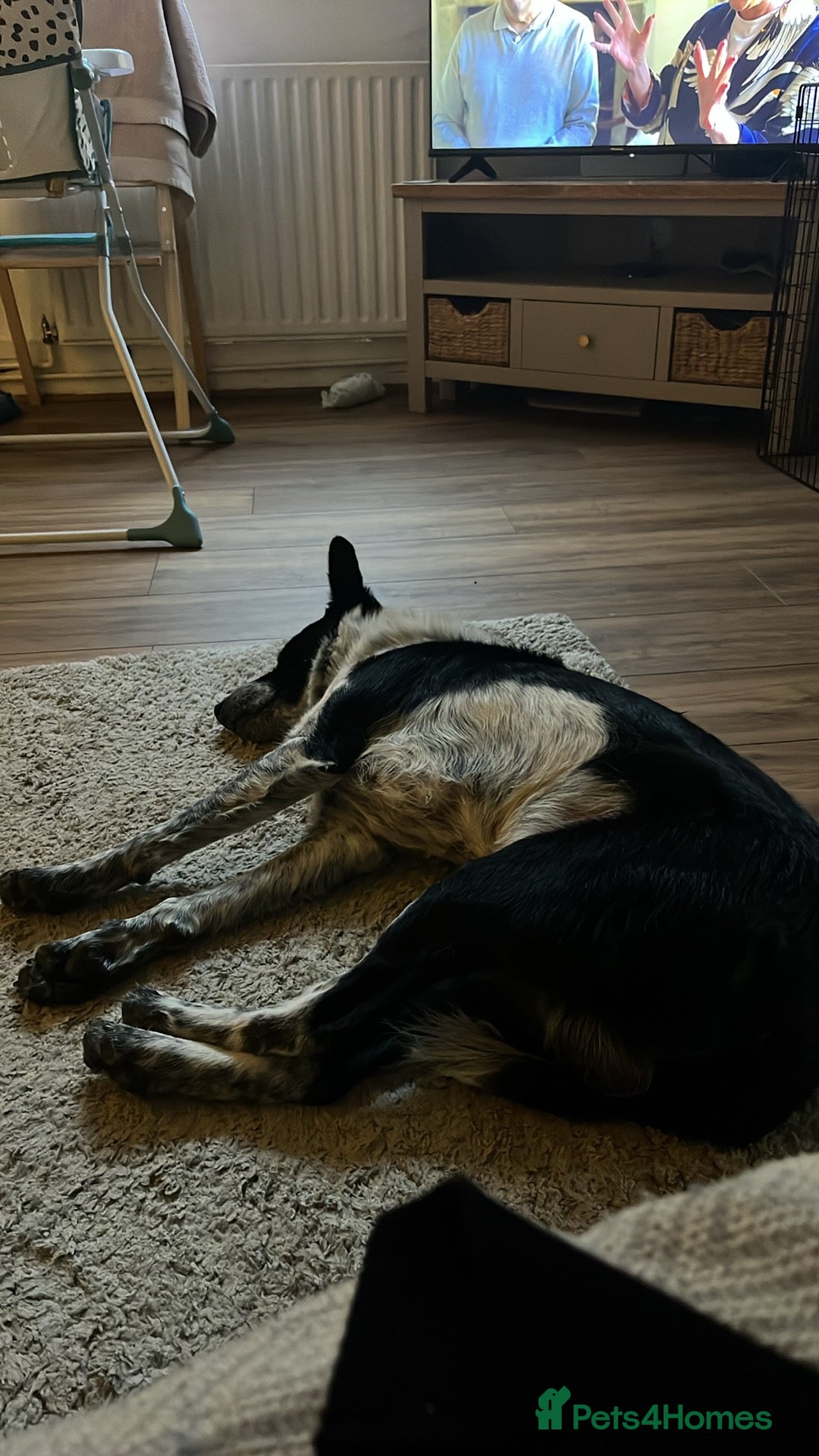 Border Collie dogs for sale: Jack  - Image 3