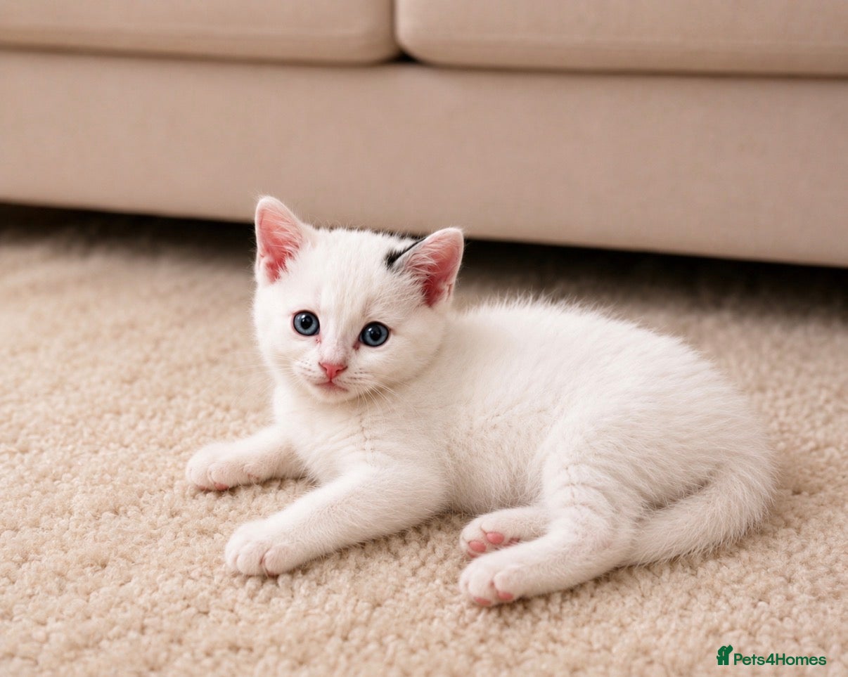 Mixed Breed cats Beautiful white kittens  - Advert 4