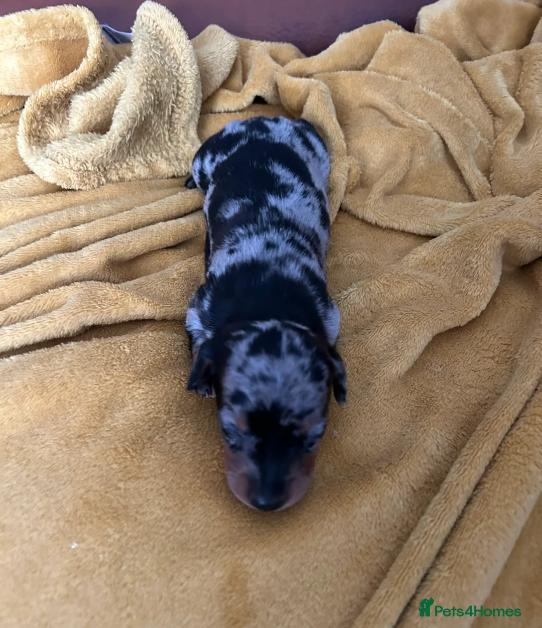 Miniature Dachshund dogs for sale: Stunning silver dapple miniature dachshund pups - Advert 7