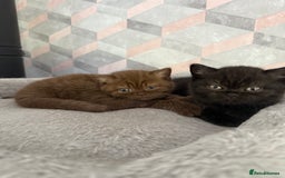 British Shorthair cats for sale: Champion Line British Shorthair Kittens - Image 22