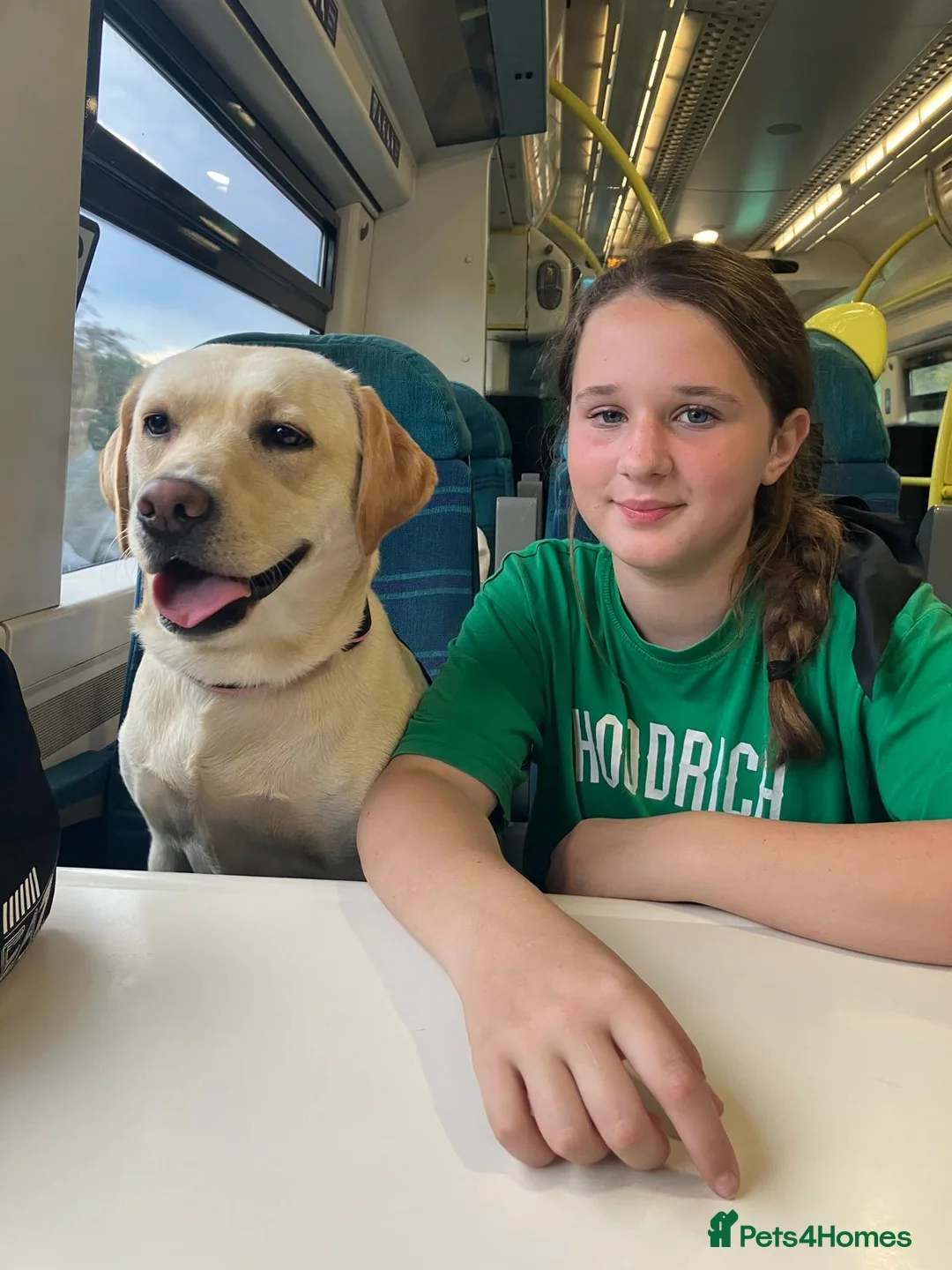 Labrador Retriever dogs for sale: Labrador Retriver girl - Advert 4