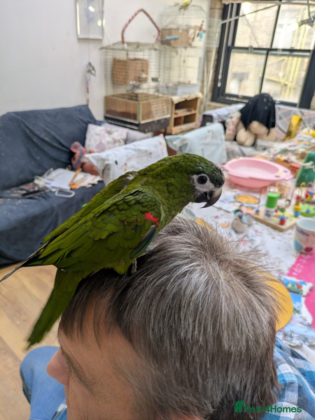 Macaws birds for sale: Ara Hahna red shouldered macaw tamed babies - Image 11