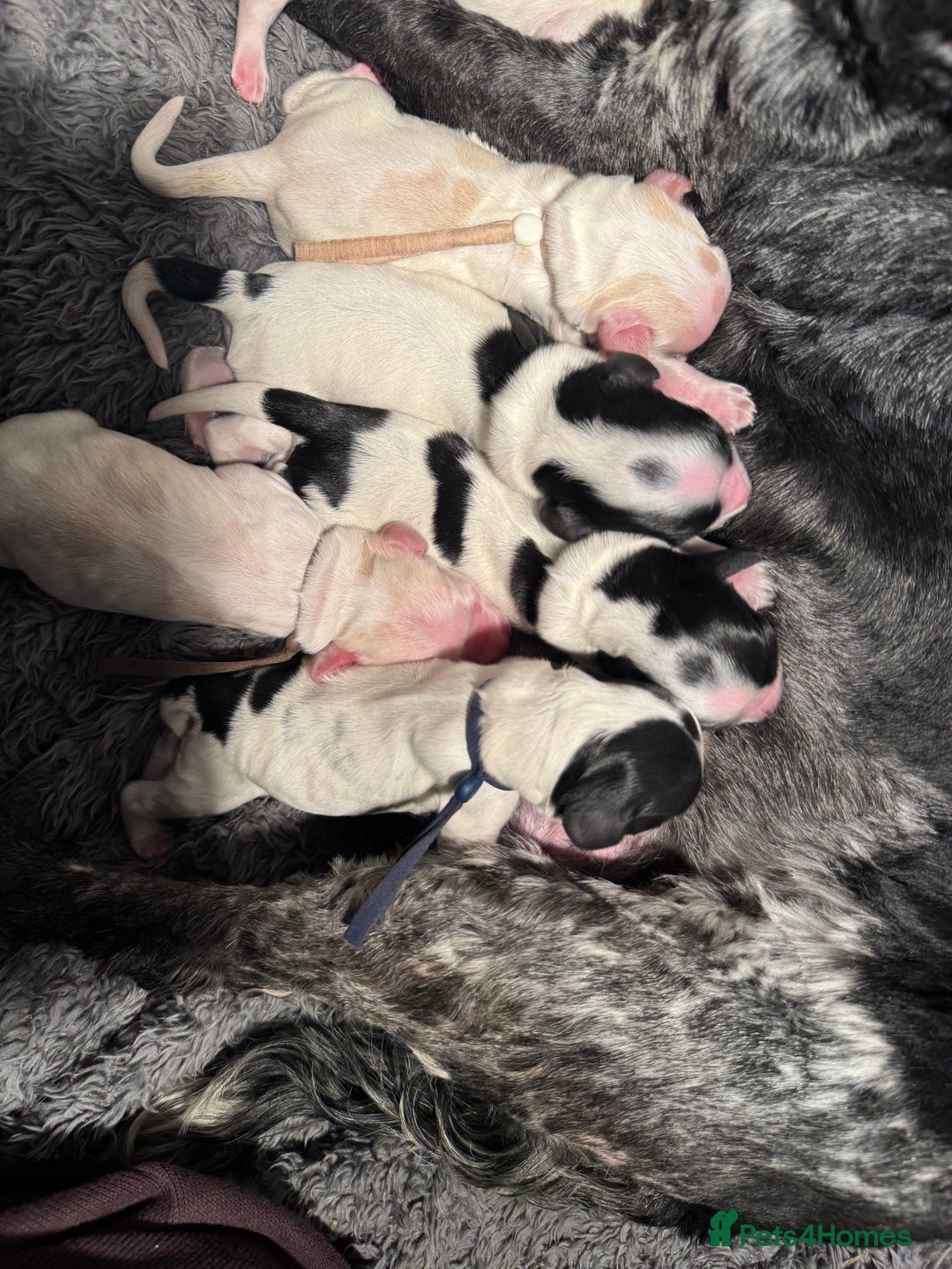 Cocker Spaniel dogs for sale: KC registered show type cocker spaniel  - Advert 1